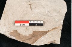 Foto (Detailansicht) von Sclerotium minntissimum Ettingshausen (NHMW-GEO-2024-0188-6707)